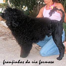 chien d’eau portugais : Franjinhas Da Ria Formosa